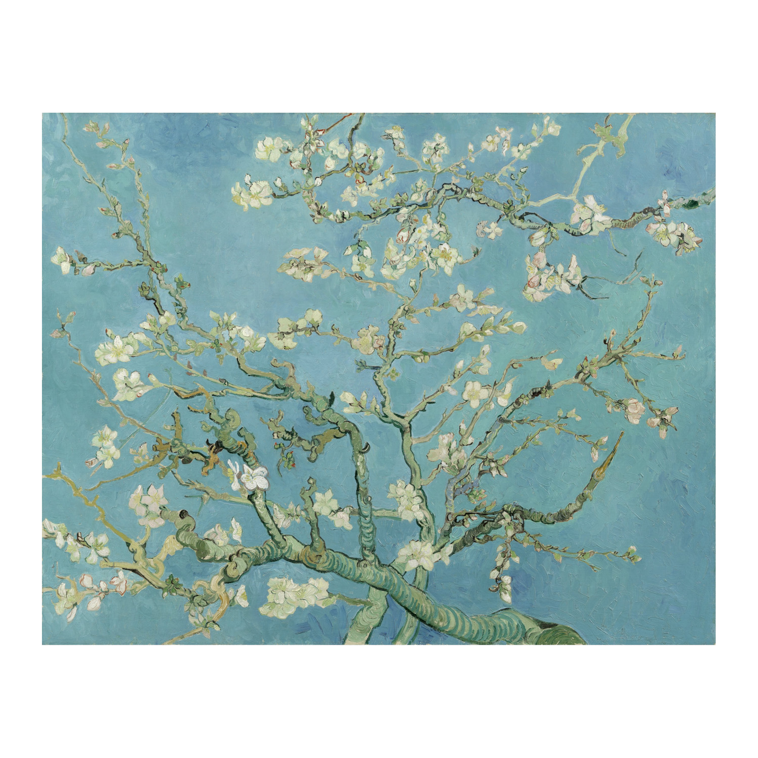 Almond Blossoms